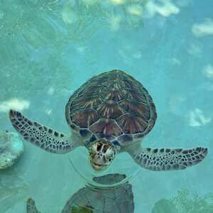 Meet your Posher, Oneyda